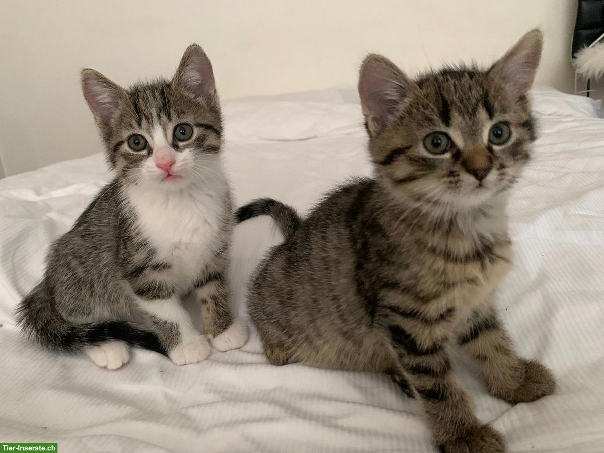 Bild 3: 5 süsse Kitten suchen liebevolles Zuhause