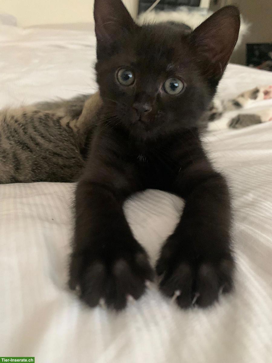 Bild 4: 5 süsse Kitten suchen liebevolles Zuhause