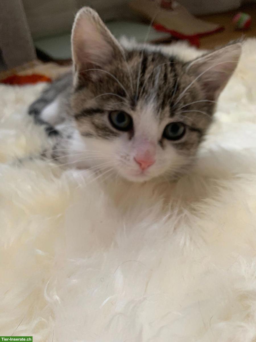 Bild 5: 5 süsse Kitten suchen liebevolles Zuhause