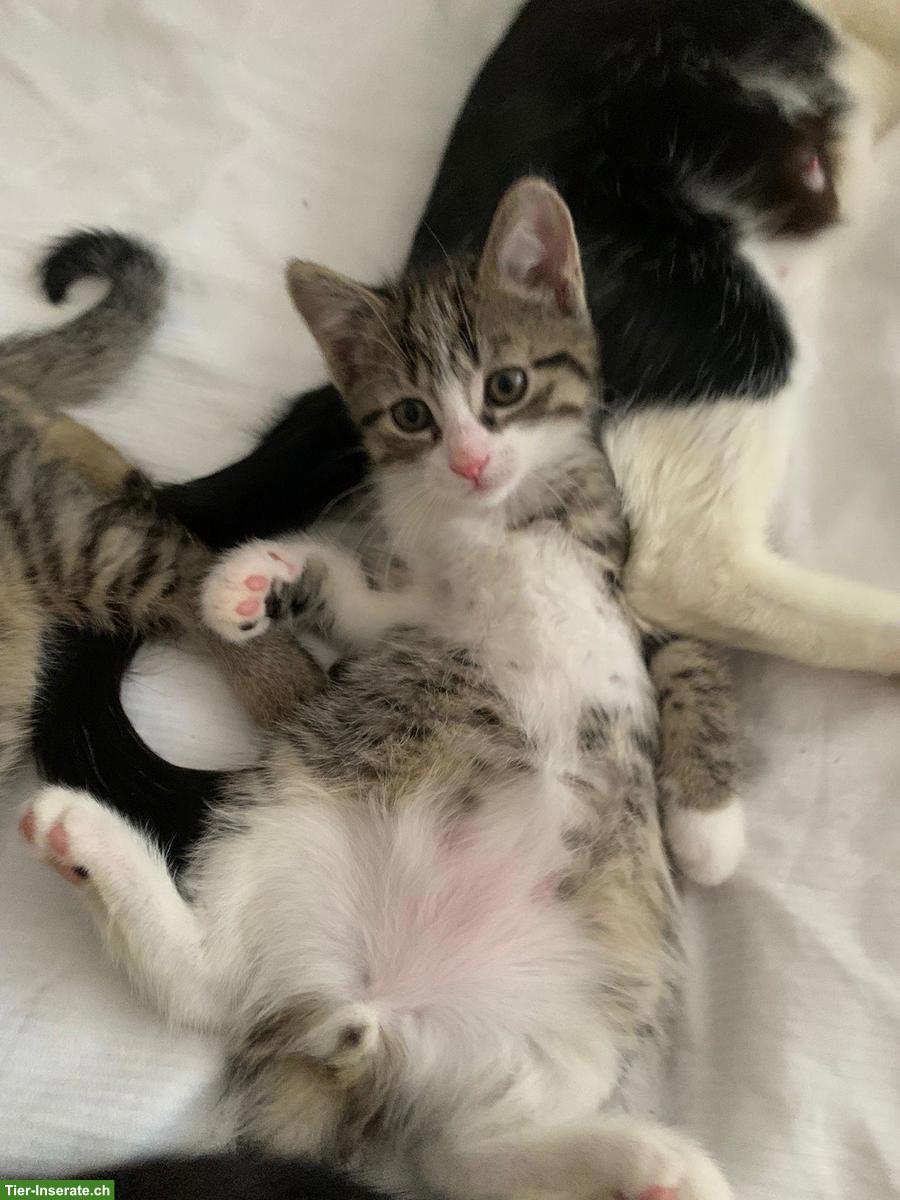 Bild 6: 5 süsse Kitten suchen liebevolles Zuhause