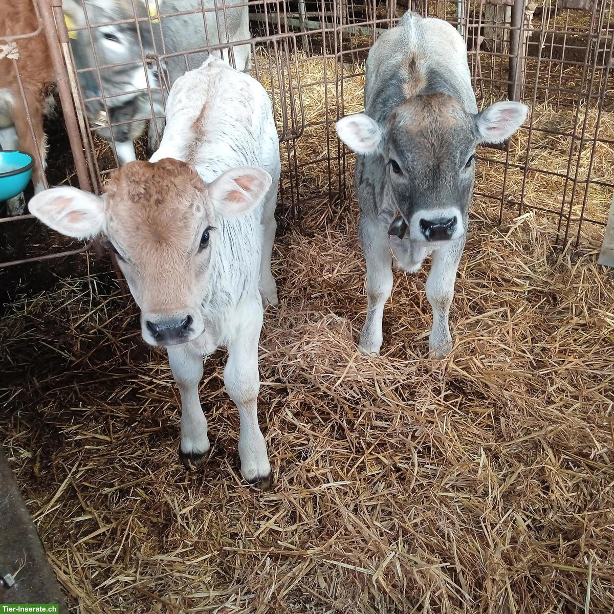 VERKAUFE BIO Milchvieh-Remonten: Simmental C 60, Rätisches Grauvieh,OB