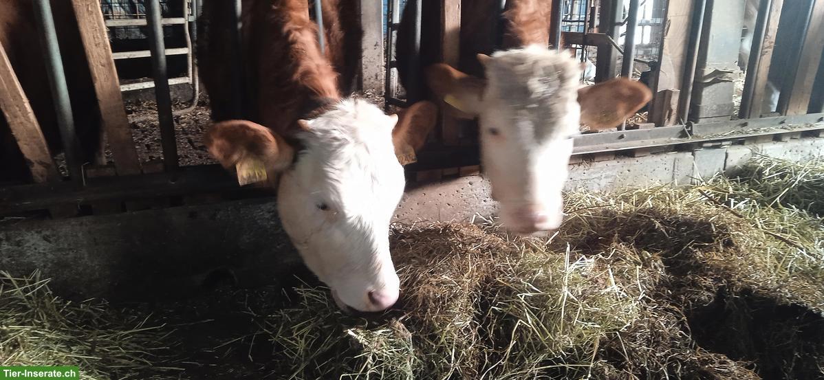 Bild 2: VERKAUFE BIO Milchvieh-Remonten: Simmental C 60, Rätisches Grauvieh,OB