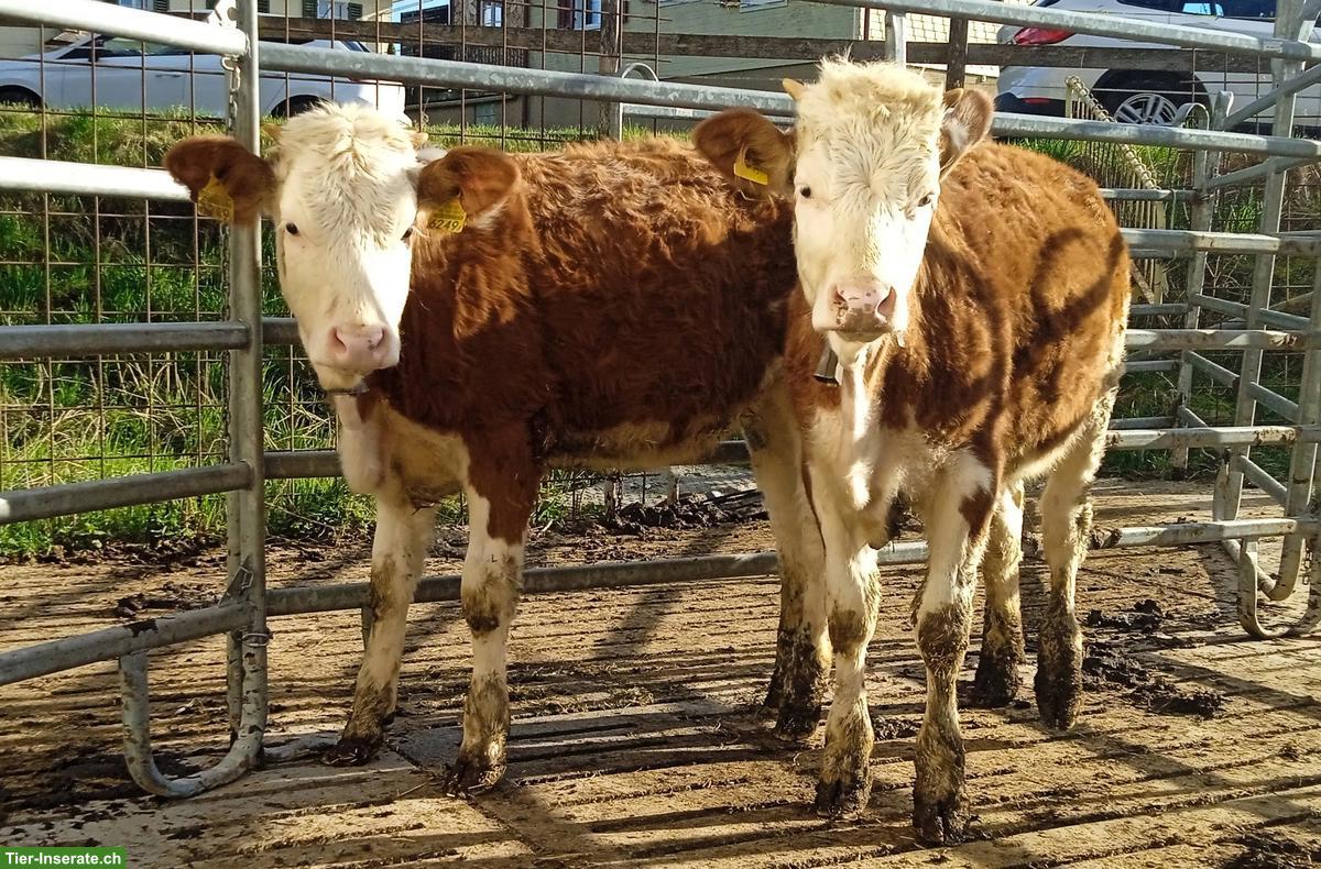 Bild 3: VERKAUFE BIO Milchvieh-Remonten: Simmental C 60, Rätisches Grauvieh,OB