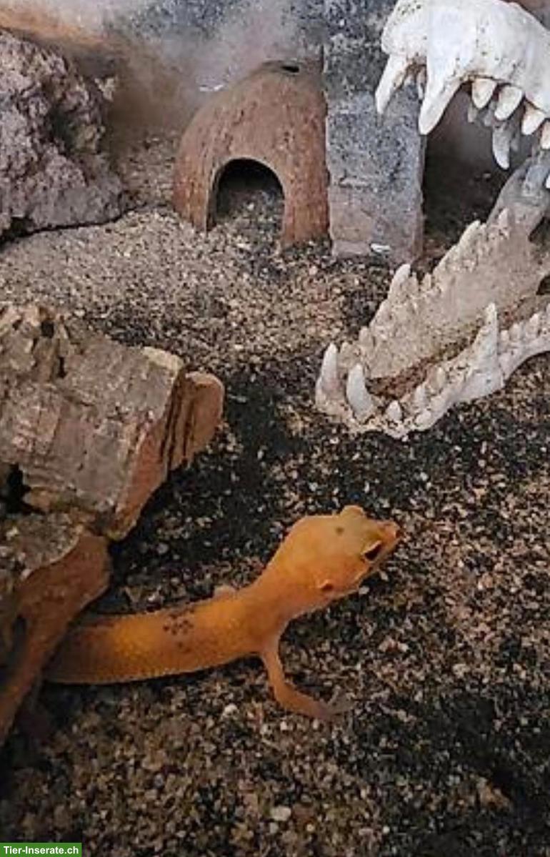 2 weibliche Leopardgeckos und Terrarium abzugeben