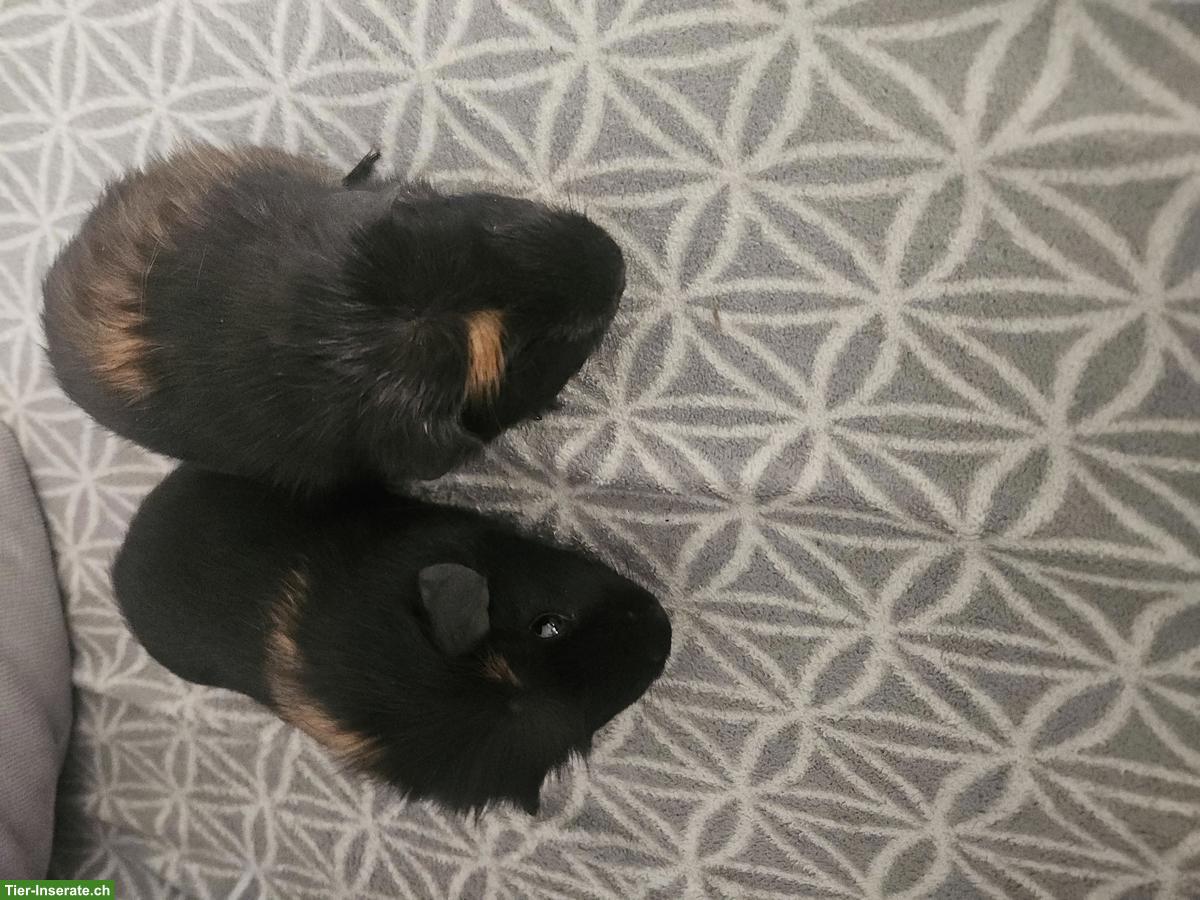 Junge Meerschweinchen Böcke zu verkaufen