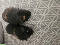 Junge Meerschweinchen Böcke zu verkaufen