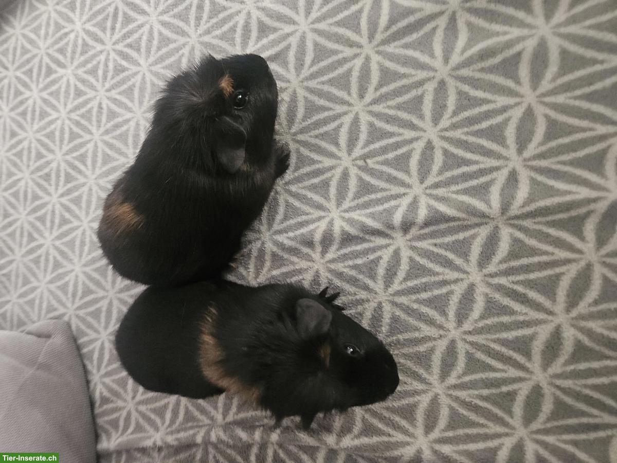 Bild 2: Junge Meerschweinchen Böcke zu verkaufen