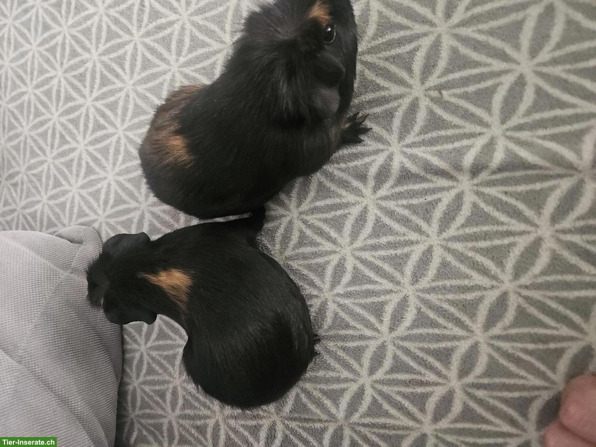 Bild 3: Junge Meerschweinchen Böcke zu verkaufen