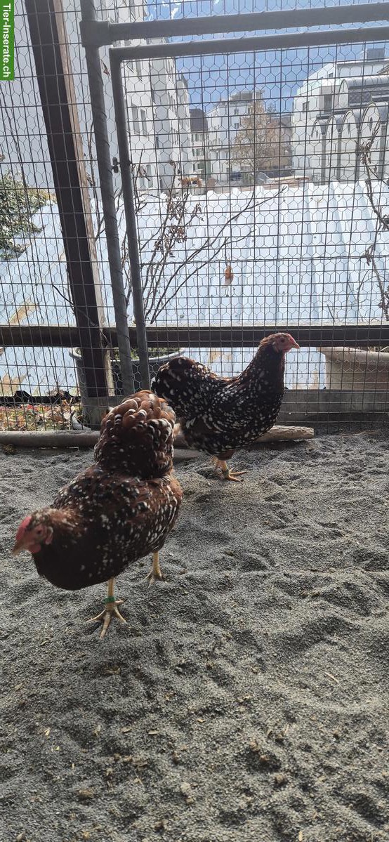 Wyandotten, braun-porzellanfarbig, 2 Hennen, Jahrgang 2025