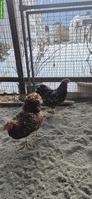 Wyandotten, braun-porzellanfarbig, 2 Hennen, Jahrgang 2025