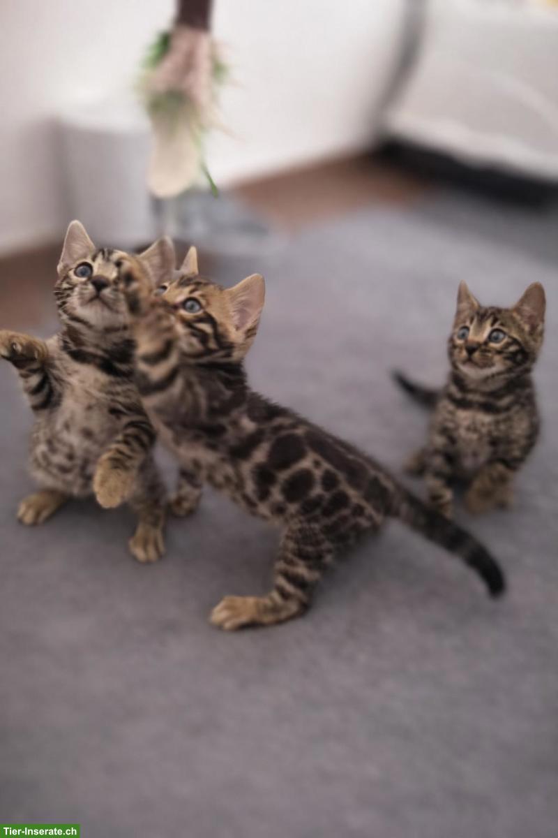 3 traumhafte Bengal Kitten zu verkaufen!