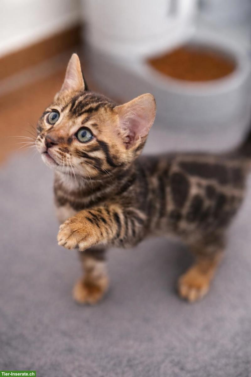 Bild 2: 3 traumhafte Bengal Kitten zu verkaufen!