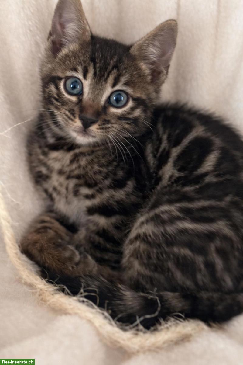 Bild 3: 3 traumhafte Bengal Kitten zu verkaufen!