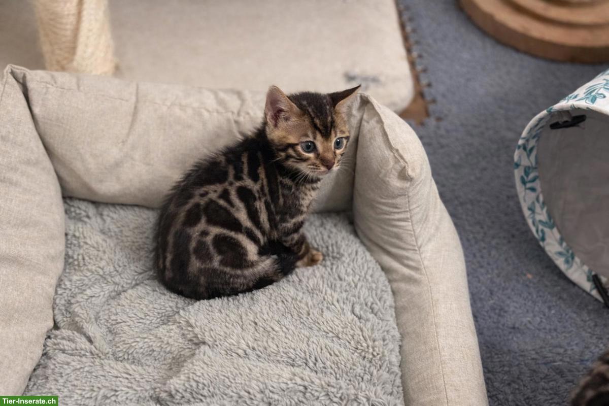 Bild 4: 3 traumhafte Bengal Kitten zu verkaufen!
