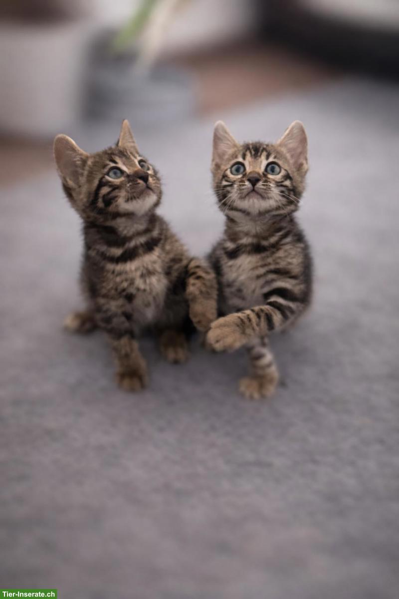Bild 5: 3 traumhafte Bengal Kitten zu verkaufen!