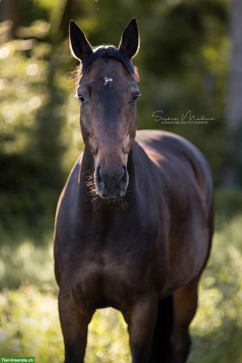 Wunderschöne Warmblut-Stute ans Futter oder zum Verkauf