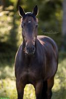 Wunderschöne Warmblut-Stute ans Futter oder zum Verkauf