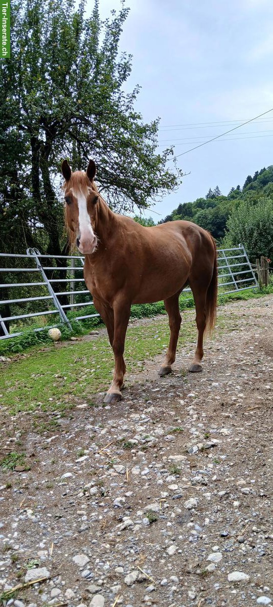 Lebensplatz oder Pflegebeteiligung gesucht für Berber-Araber