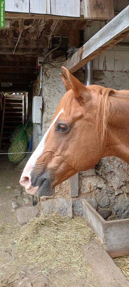 Bild 2: Lebensplatz oder Pflegebeteiligung gesucht für Berber-Araber