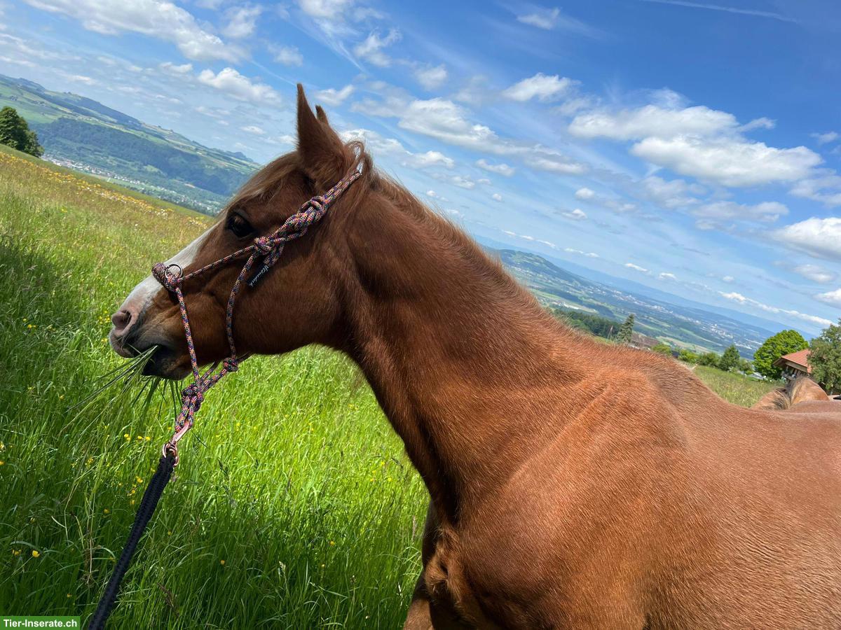 Bild 3: Lebensplatz oder Pflegebeteiligung gesucht für Berber-Araber
