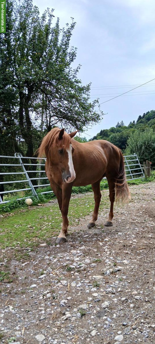 Bild 4: Lebensplatz oder Pflegebeteiligung gesucht für Berber-Araber