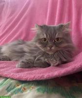 Perserkatze zu verkaufen