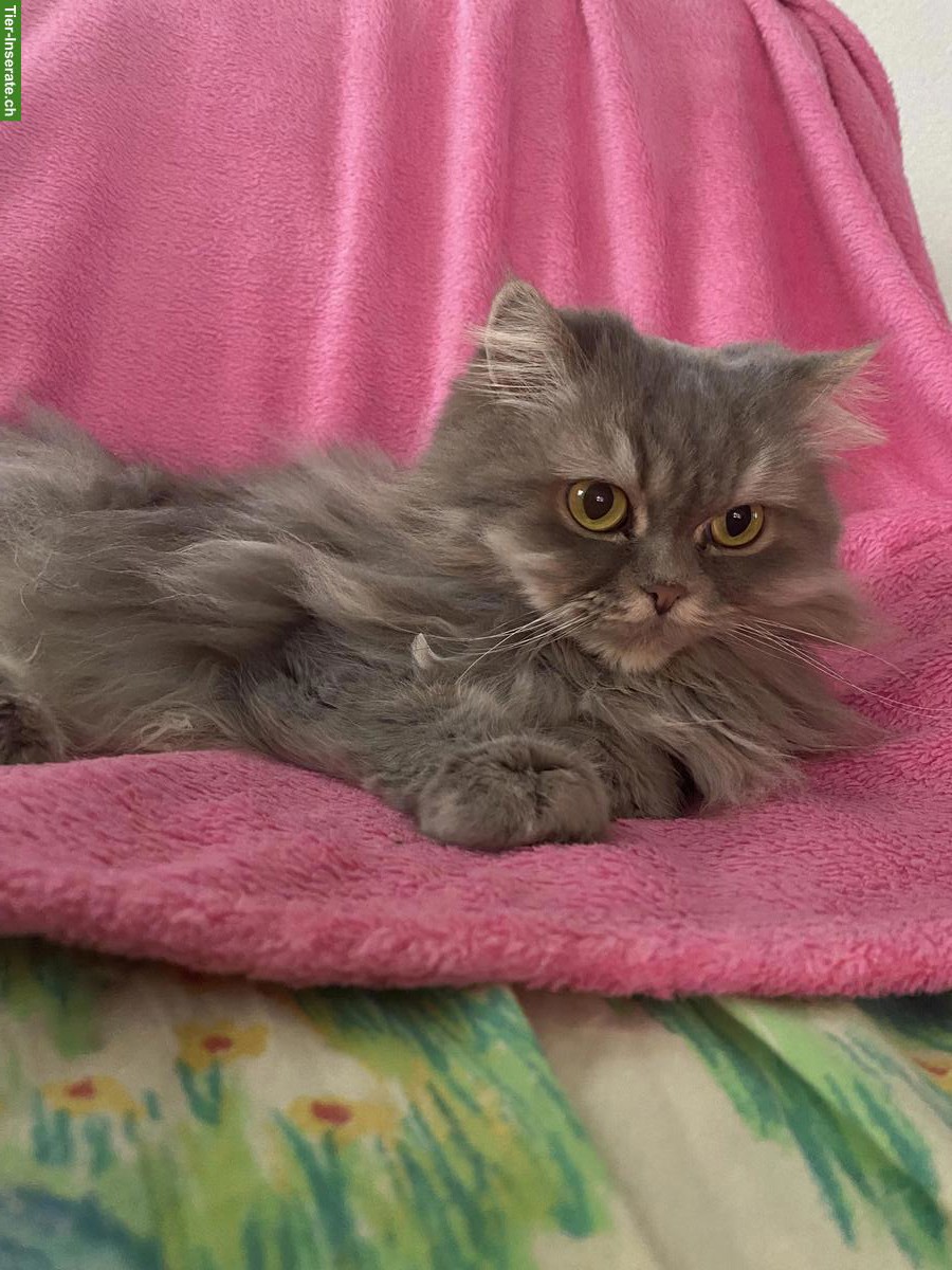 Bild 2: Perserkatze zu verkaufen