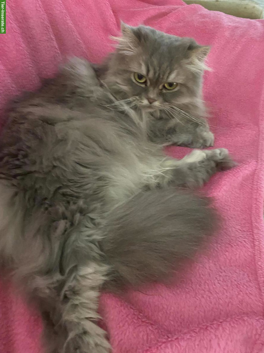 Bild 3: Perserkatze zu verkaufen