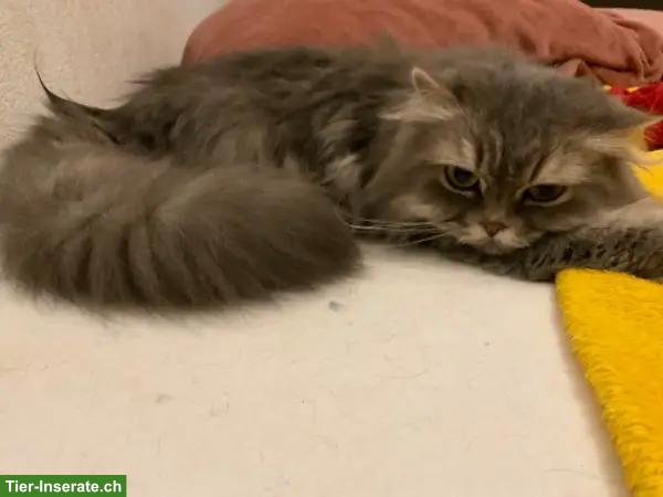 Bild 4: Perserkatze zu verkaufen