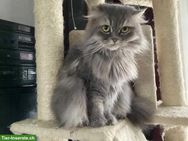 Bild 5: Perserkatze zu verkaufen