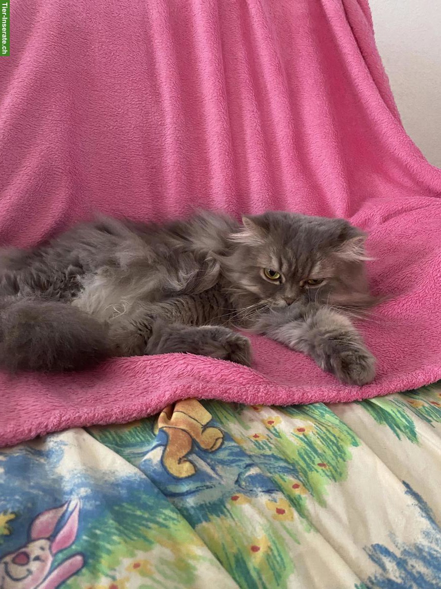 Bild 6: Perserkatze zu verkaufen