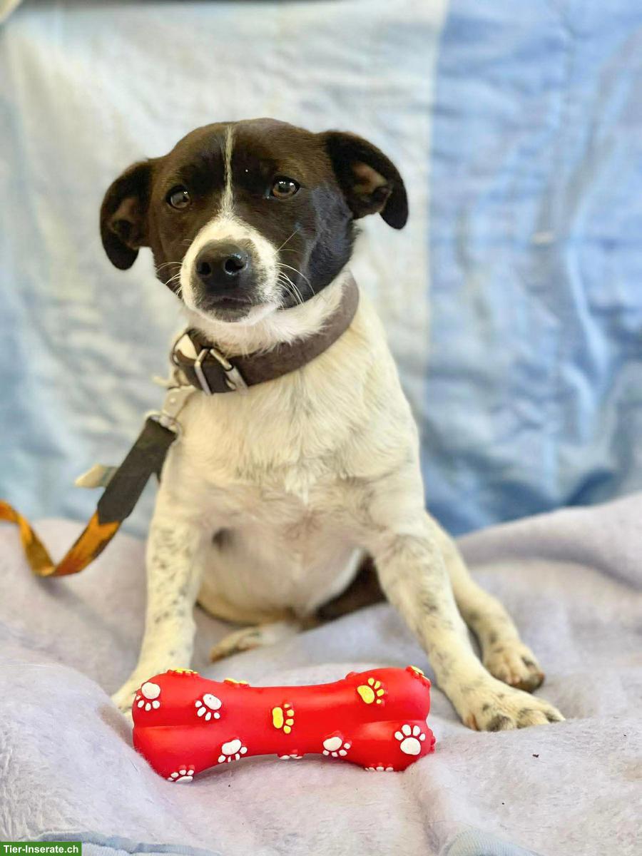 Jack Russell Mix, Familienhund, Snoopy, 8 Monate