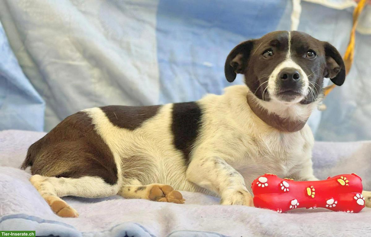 Bild 2: Jack Russell Mix, Familienhund, Snoopy, 8 Monate