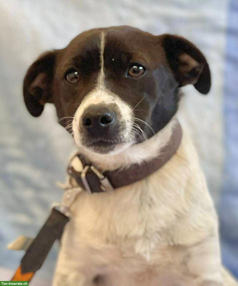 Bild 3: Jack Russell Mix, Familienhund, Snoopy, 8 Monate