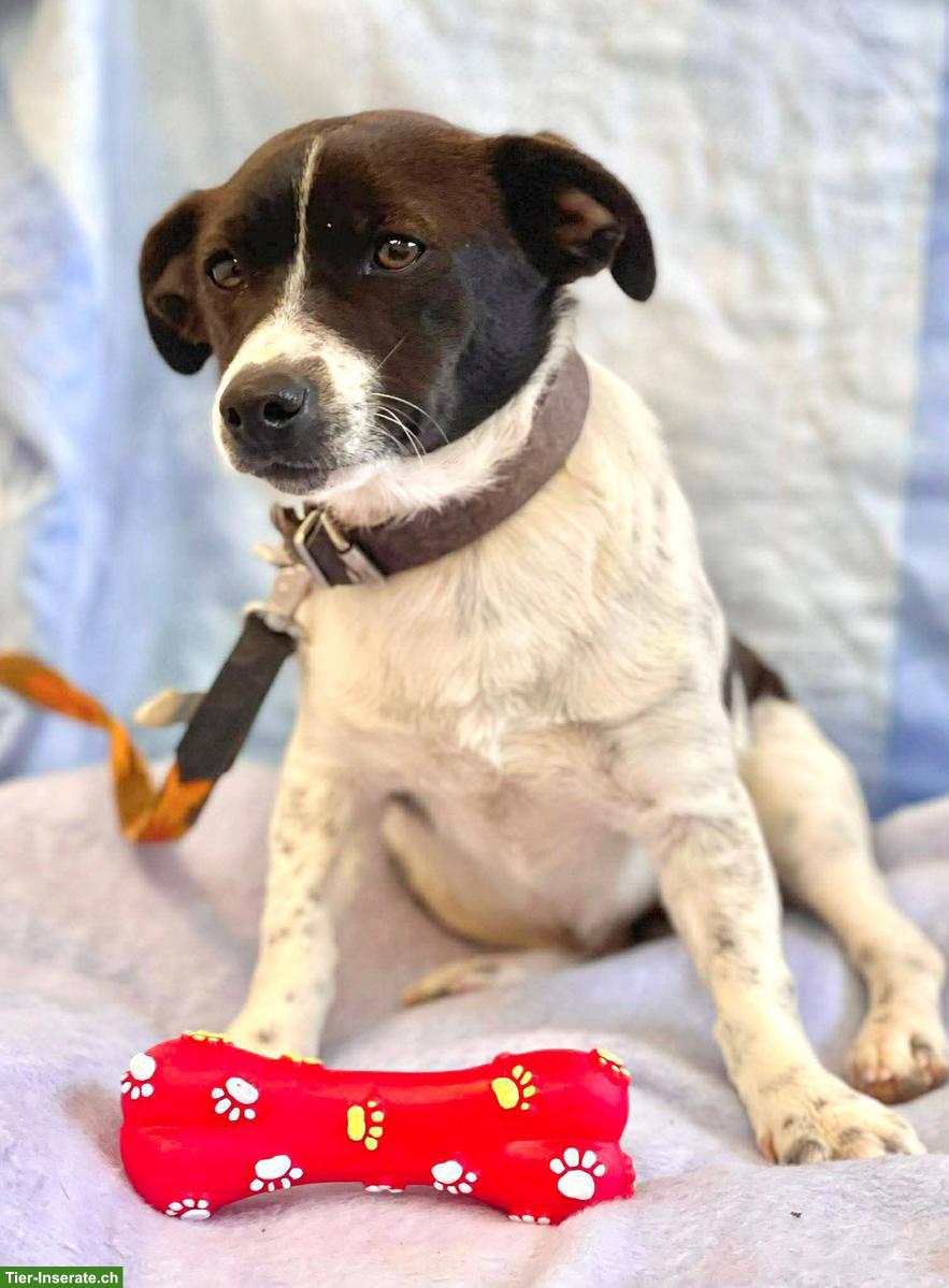 Bild 5: Jack Russell Mix, Familienhund, Snoopy, 8 Monate