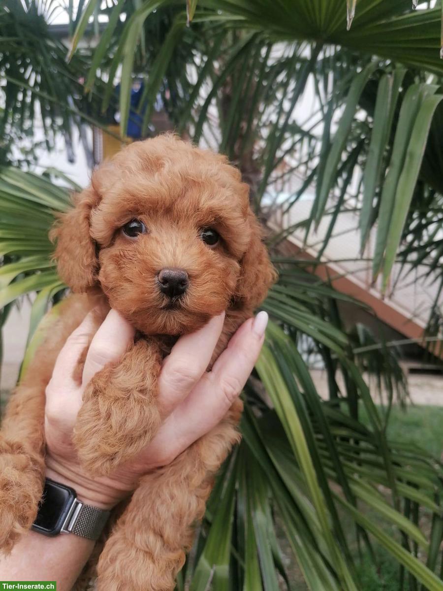 Toy Pudel Welpen aus Familienzucht in Italien