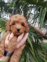 Toy Pudel Welpen aus Familienzucht in Italien