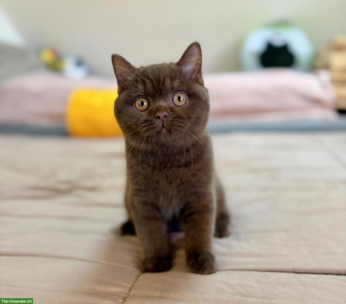 Britisch Kurzhaar Kitten (Kater) Chocolate
