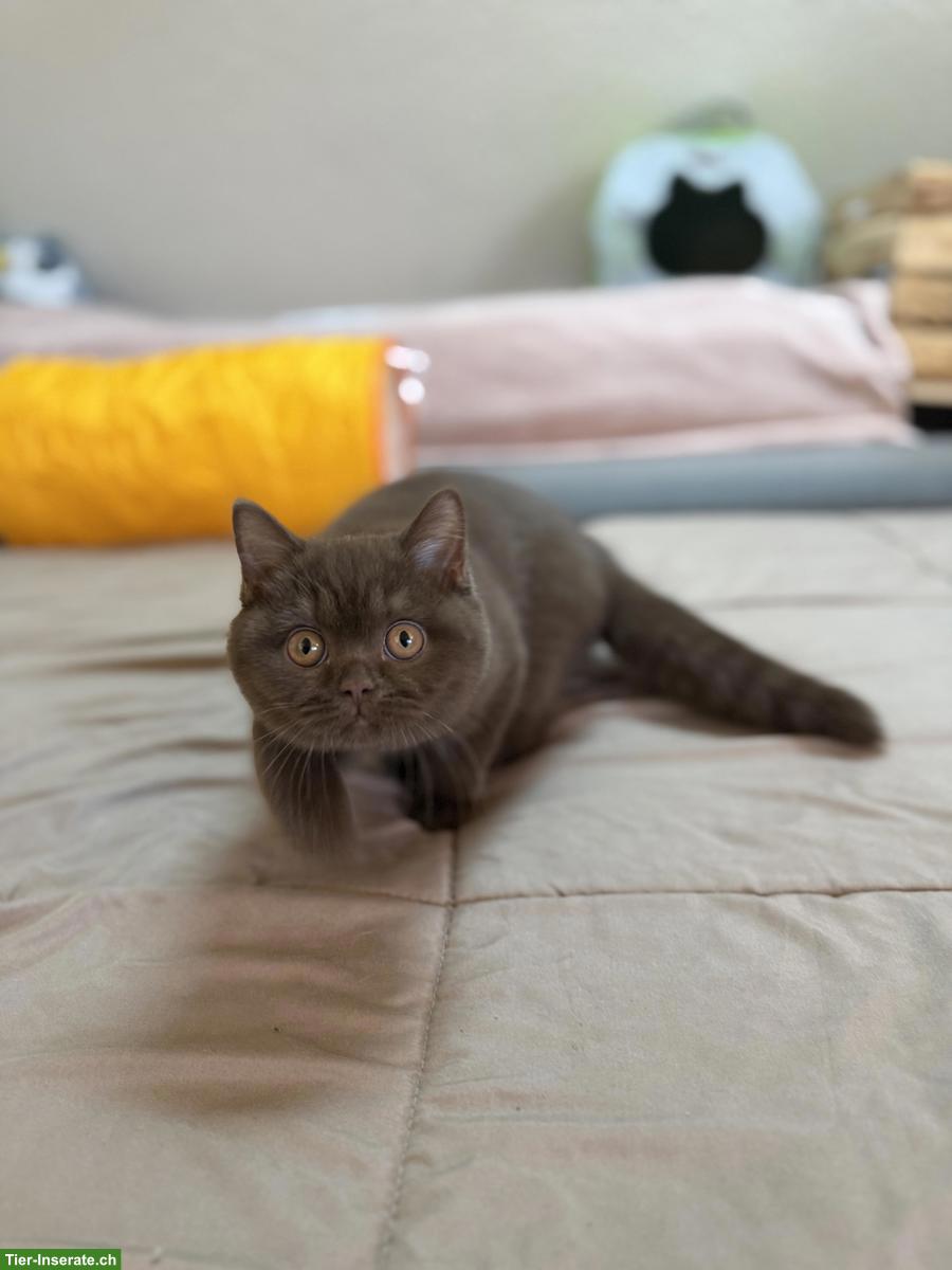 Bild 2: Britisch Kurzhaar Kitten (Kater) Chocolate