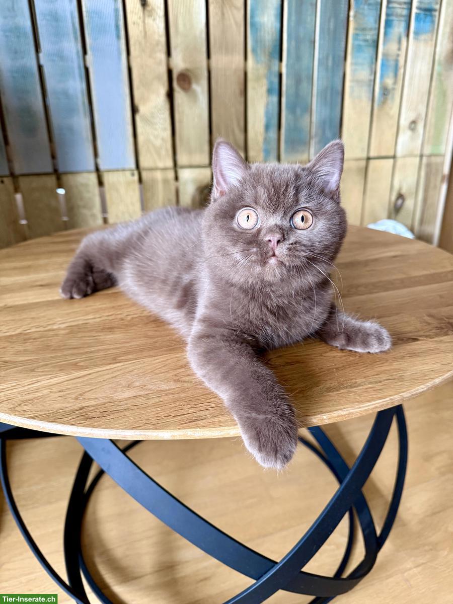 Bild 3: Britisch Kurzhaar Kitten (Kater) Chocolate