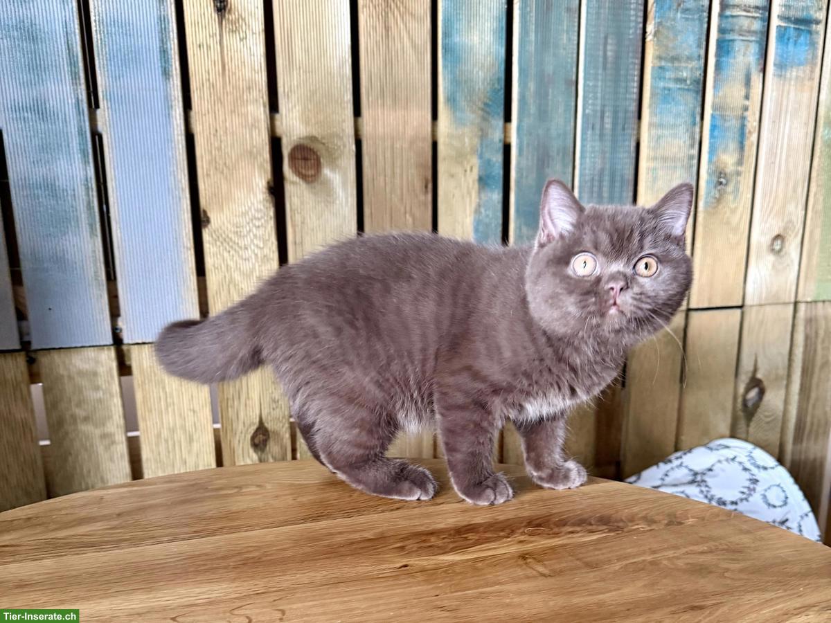 Bild 5: Britisch Kurzhaar Kitten (Kater) Chocolate