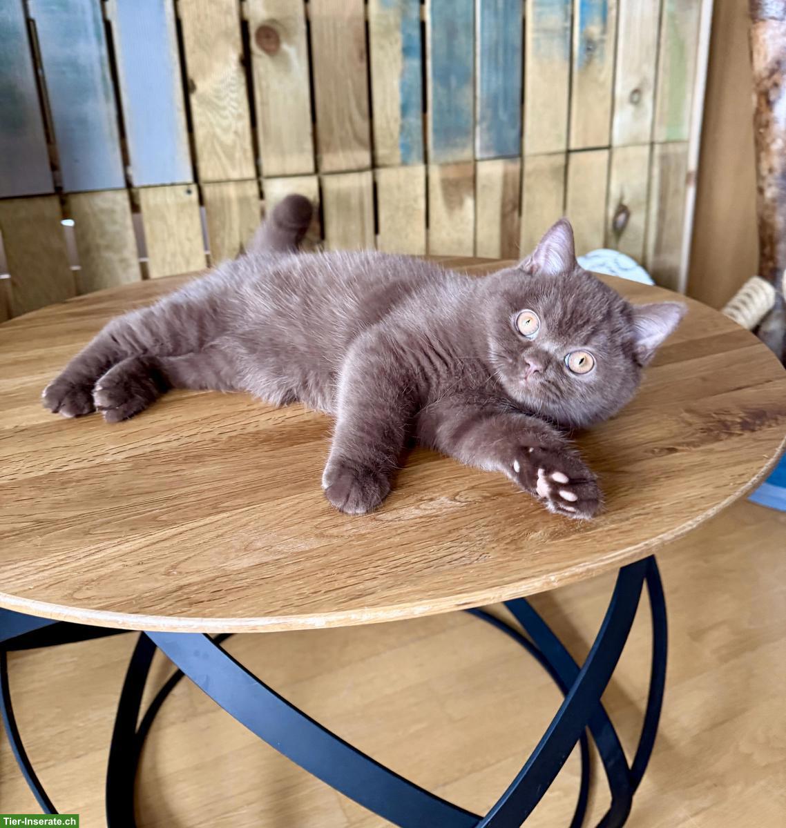 Bild 6: Britisch Kurzhaar Kitten (Kater) Chocolate
