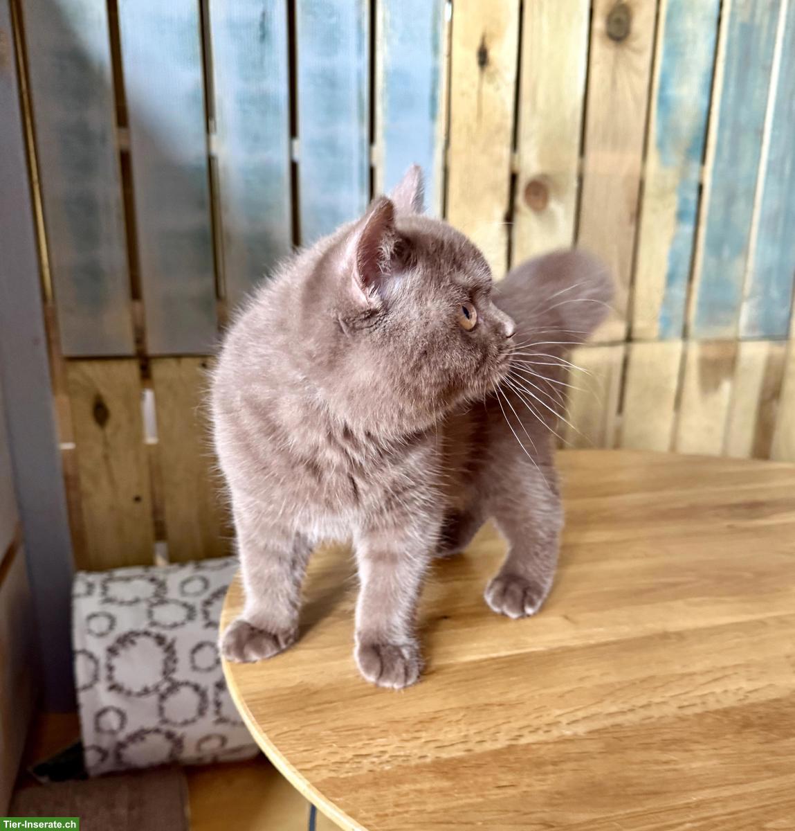 Bild 7: Britisch Kurzhaar Kitten (Kater) Chocolate