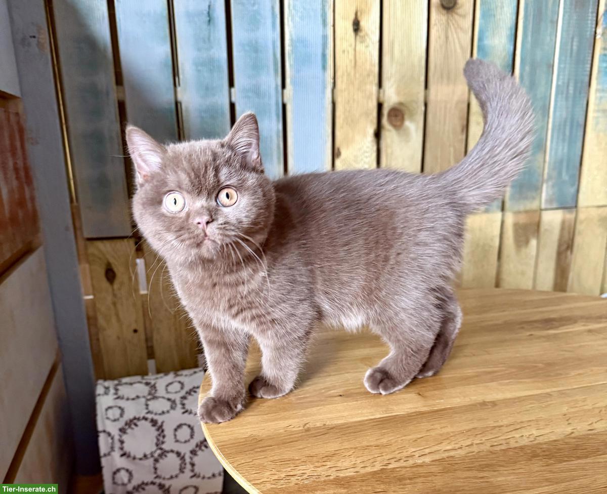 Bild 8: Britisch Kurzhaar Kitten (Kater) Chocolate