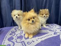 Mini-Zwergspitz Welpen | Cuccioli di Spitz tedesco nano mini