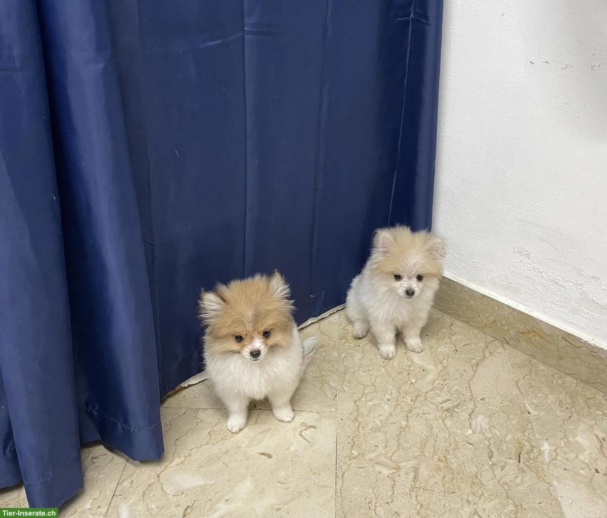 Bild 2: Mini-Zwergspitz Welpen | Cuccioli di Spitz tedesco nano mini