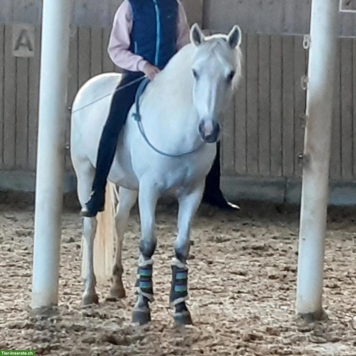 Connemara-Mix Endmasspony Wallach zu verkaufen