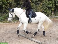 Connemara-Mix Endmasspony Wallach zu verkaufen