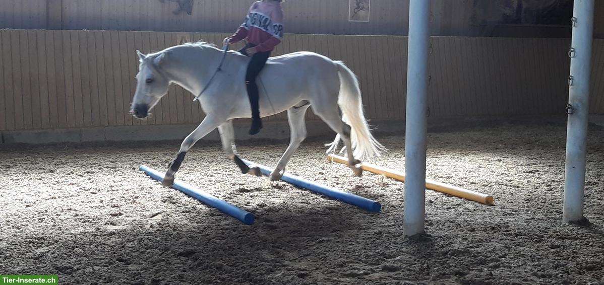 Bild 3: Connemara-Mix Endmasspony Wallach zu verkaufen