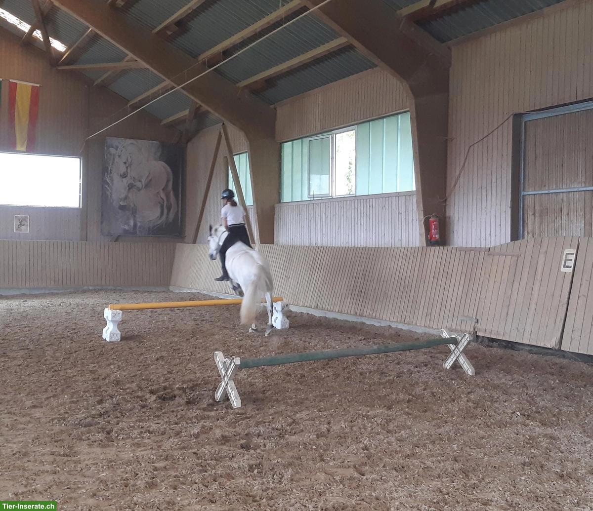 Bild 4: Connemara-Mix Endmasspony Wallach zu verkaufen